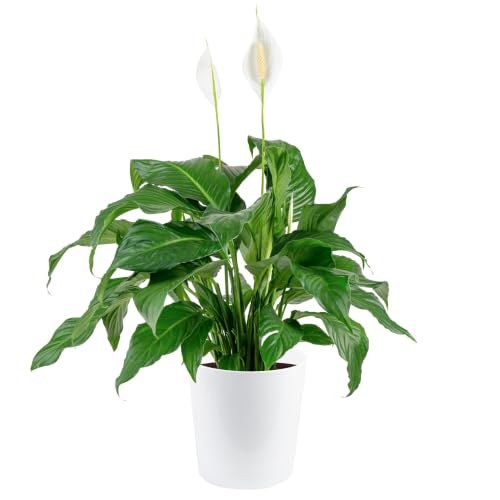 Costa Farms Peace Lily, Live Plant